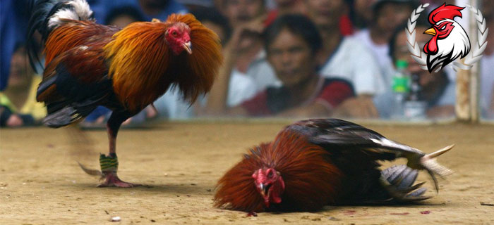 Tingkatkan Kelincahan Ayam Bangkok