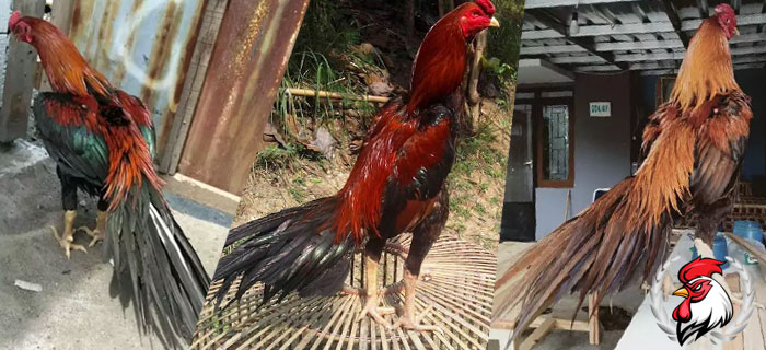 Keunggulan Ayam Bangkok Ekor Lidi