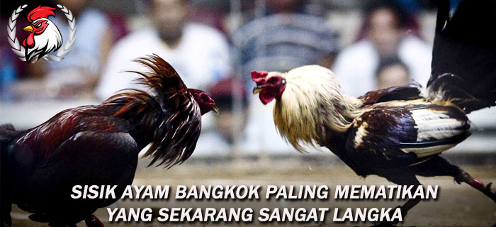 Sisik Ayam Bangkok Paling Mematikan