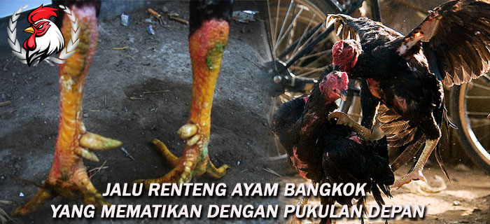 Jalu Renteng Ayam Bangkok