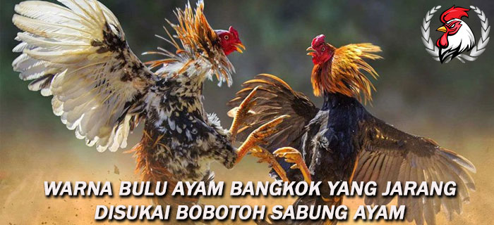 Warna Bulu Ayam Bangkok Yang Jarang Disukai