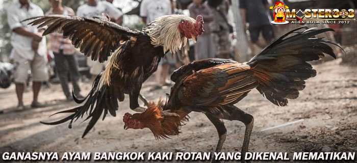Ganasnya Ayam Bangkok Kaki Rotan