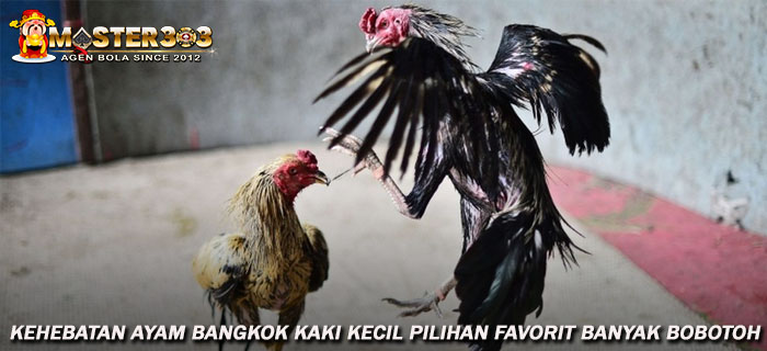 Kehebatan Ayam Bangkok Kaki Kecil