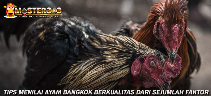 Cara Menilai Ayam Bangkok Berkualitas